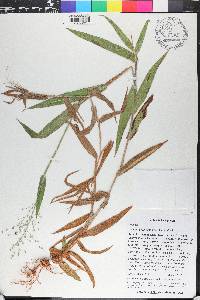 Dichanthelium scoparium image