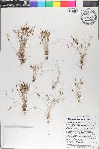 Cyperus subsquarrosus image