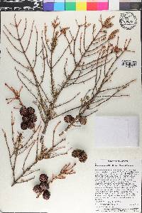 Picea mariana image