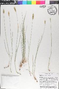 Agropyron cristatum image