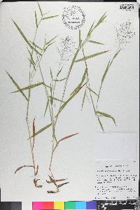 Dichanthelium acuminatum subsp. lindheimeri image