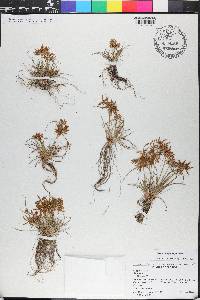 Cyperus polystachyos image