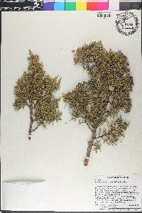 Juniperus monosperma image
