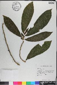 Columnea sanguinea image