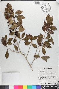 Eugenia axillaris image