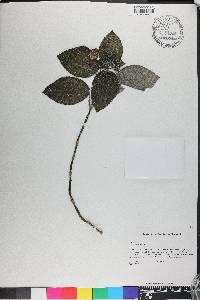 Pilea setigera image