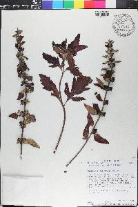 Dasistoma macrophylla image