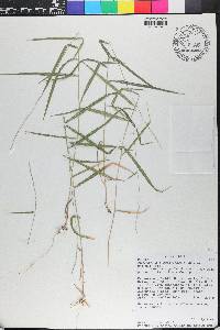 Muhlenbergia sobolifera image