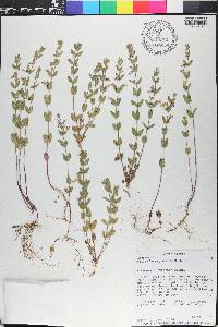 Scutellaria parvula image