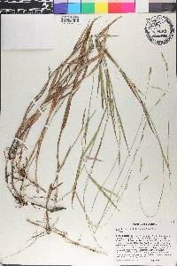 Amphicarpum muhlenbergianum image