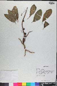 Gesneria glandulosa image