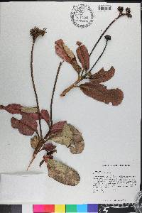 Gesneria viridiflora subsp. quisqueyana image