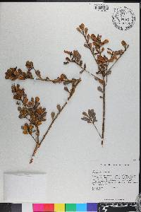Gesneria pulverulenta image