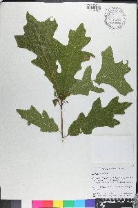 Quercus lyrata image