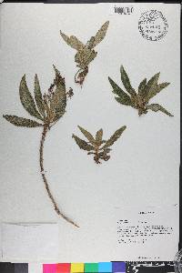 Rhytidophyllum acunae image