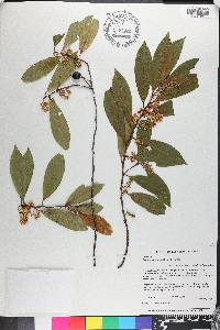 Prunus caroliniana image