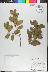 Krugiodendron ferreum image