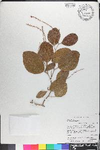 Coccoloba diversifolia image