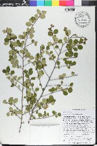 Erythroxylum rotundifolium image