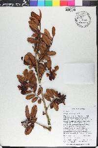 Marcgravia domingensis image