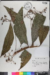 Rhytidophyllum berteroanum image