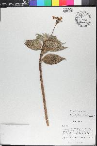 Rhytidophyllum exsertum image