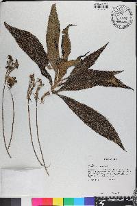 Rhytidophyllum exsertum image