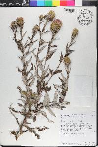 Cirsium altissimum image