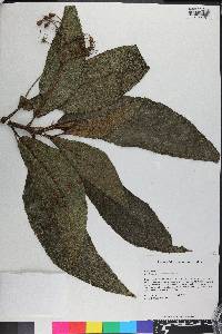 Rhytidophyllum berteroanum image