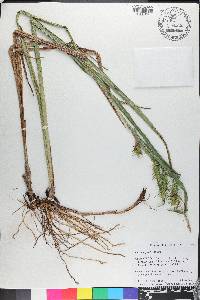 Carex gigantea image