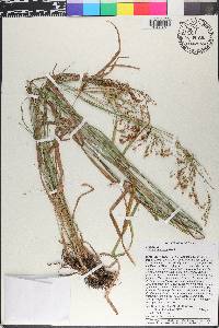 Scirpus pendulus image