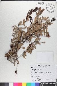 Cavendishia capitulata image