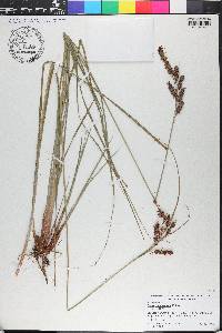 Carex glaucescens image