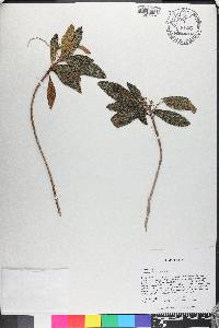 Gesneria earlei image