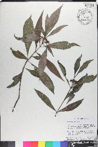 Psychotria nervosa image