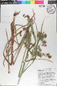 Scirpus microcarpus image