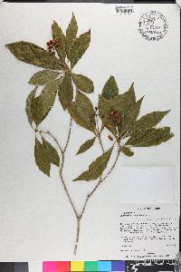 Pittosporum undulatum image