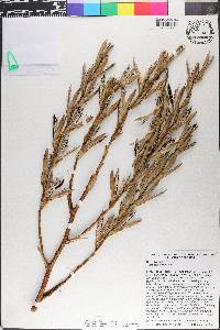 Tillandsia utriculata image