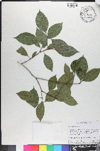 Cornus foemina image