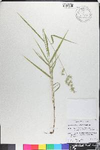 Chasmanthium ornithorhynchum image