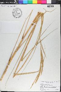 Spartina alterniflora image