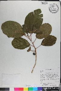 Ficus sycomorus image