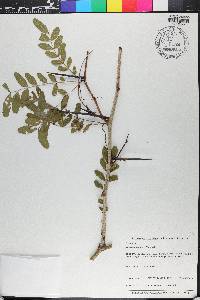 Gleditsia aquatica image