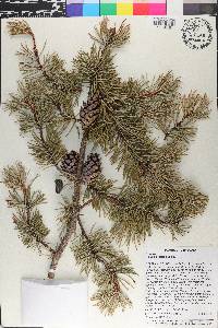 Pinus banksiana image