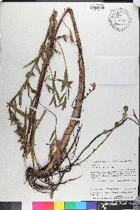 Ludwigia suffruticosa image