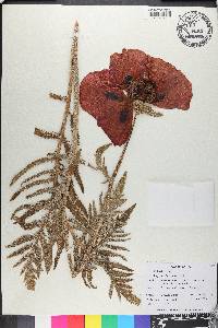 Papaver bracteatum image