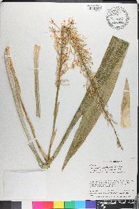 Sansevieria hyacinthoides image