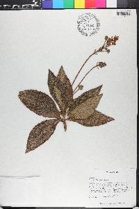 Rhytidophyllum crenulatum image