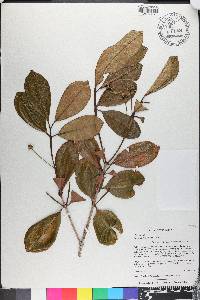 Eugenia brasiliensis image