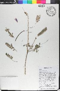 Poitea galegoides image